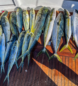 Catch big Mahi Mahi and Tuna, fish San Diego!